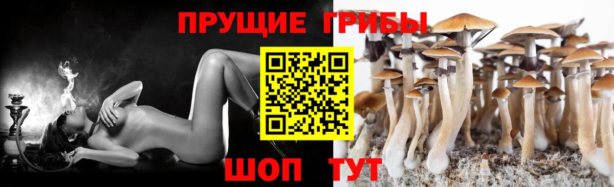 Псилоцибиновые грибы GOLDEN TEACHER Майский